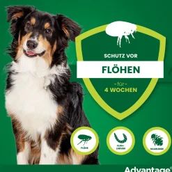 Spot-On 250 gegen Flöhe für mittelgroße Hunde von 10 bis 25 kg Körpergewicht><noscript><img width=