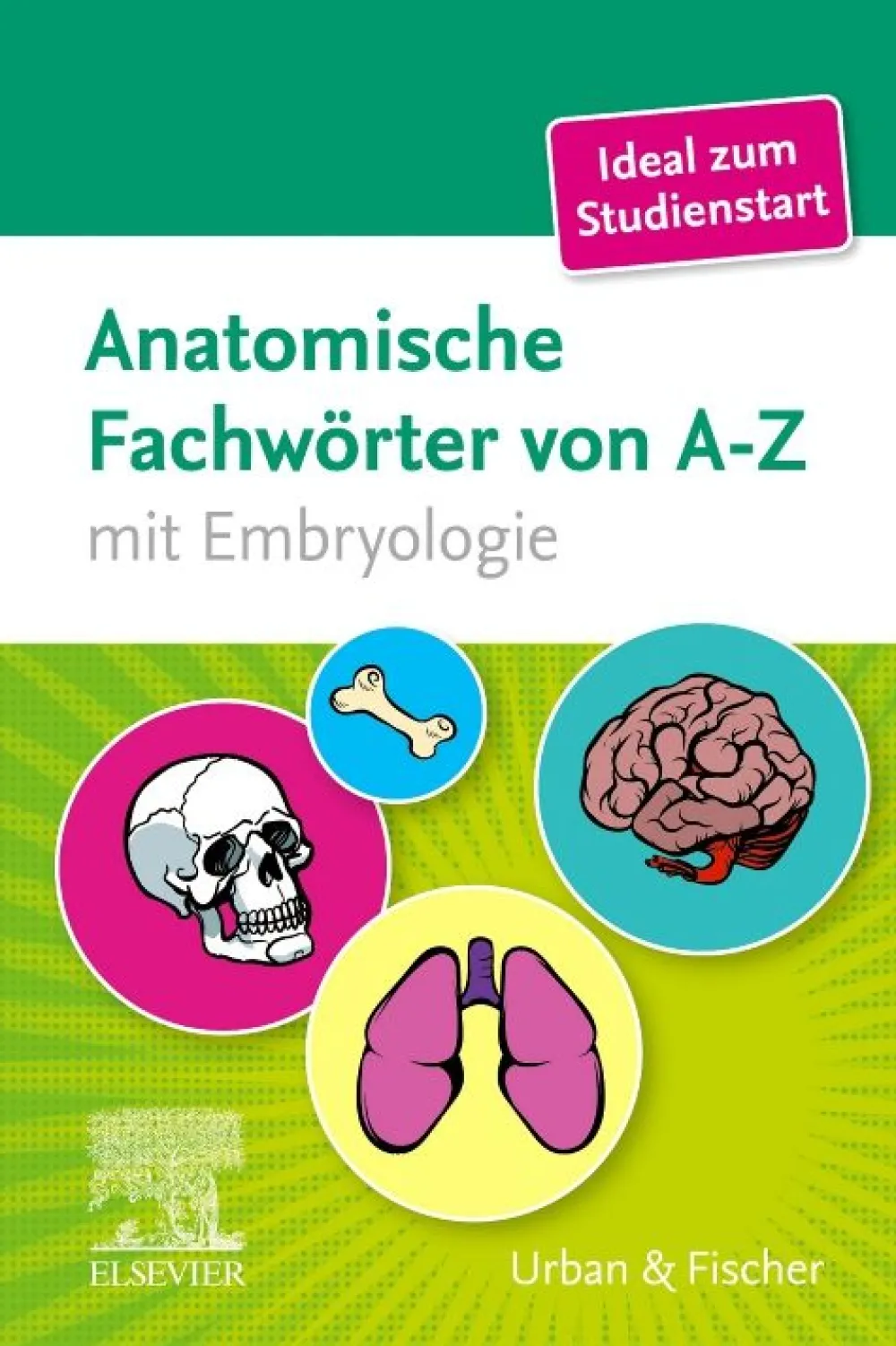 Anatomische Fachwörter von A-Z> Sale