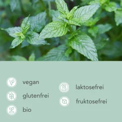 Bio Grüne Minze Tee Pyramidenteebeutel|CARI NUTRITION