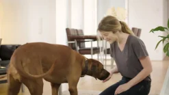 ® SPOT ON Hund (20-40kg) gegen Zecken und Flöhe|Frontline Discount
