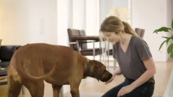 ® SPOT ON Hund (10-20kg) gegen Zecken und Flöhe|Frontline