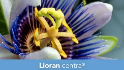 ® centra><noscript><img width=