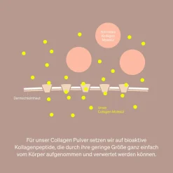 Collagen Pulver – Kollagen Hydrolysat Peptide – Kollagen Typ 1 und 3 – Orange><noscript><img width=