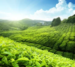 Paulsen Darjeeling First Flush FTGFOP1, Ernte 2023 - Plantage Arya-schwarzer Tee| New