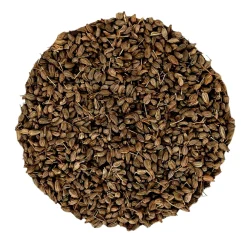 PEPPERMINTMAN Anis-Tee> Discount