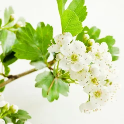 PEPPERMINTMAN Weißdornblätter mit Blüten, Bio|