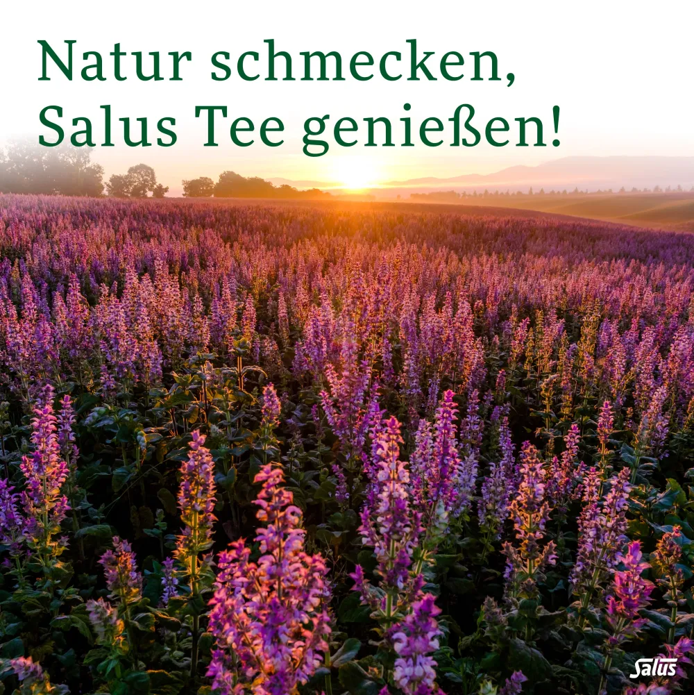 ® Malva Tee|Salus Best