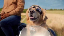 Halsband für große Hunde über 8 kg gegen Zecken und Flöhe, wirkt abtötend und repellierend bis zu 8 Monate><noscript><img width=