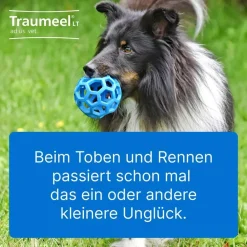 Traumeel® LT ad us. vet.>Traumeel T ad us. vet. Best