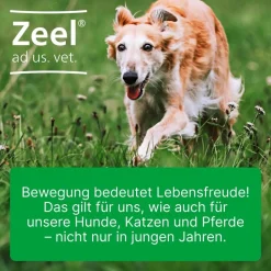 Zeel® ad us. vet. Ampullen>Zeel ad us. vet.