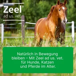 Zeel® ad us. vet. Ampullen><noscript><img width=