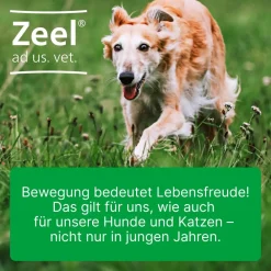 ® ad us. vet Tabletten>Zeel Sale